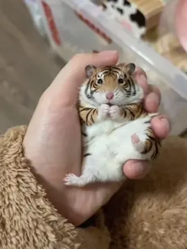 #cute #baby #humster #animals 🐭🥹