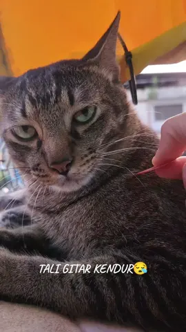KALAU MARAH KENA JUAL.🤣 #kucingku#catsoftiktok  #trending#trendingsounds #guitarstrings 