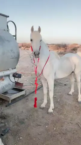 #خيل_وخياله🐎🖤ماشاءالله_اللهم_بارك🧿♥️ 