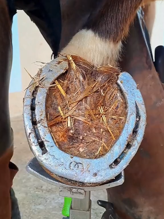 #horse #animalwelfare #asmr #farriersoftiktok #horseshoe #farrier #satisfying #hoof #care