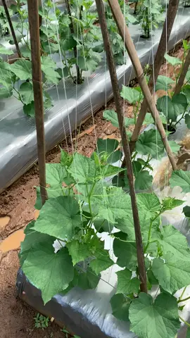 20 hst🥒#petanimuda #petaniindonesia🇮🇩🇮🇩🇮🇩🌿🌿 #fyp 