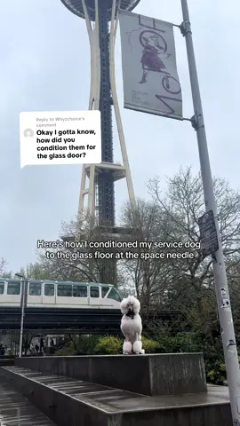 Replying to @Whyzchoice The space needle is NOT pet friendly, my SD is medically necessary, and that is the only reason she accompanied me on our visit at the space needle 😊