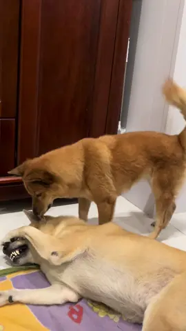 Đã không ưa mà cứ sáp dô là sao??? #pets #PetsOfTikTok #dogsofttiktok #cho 