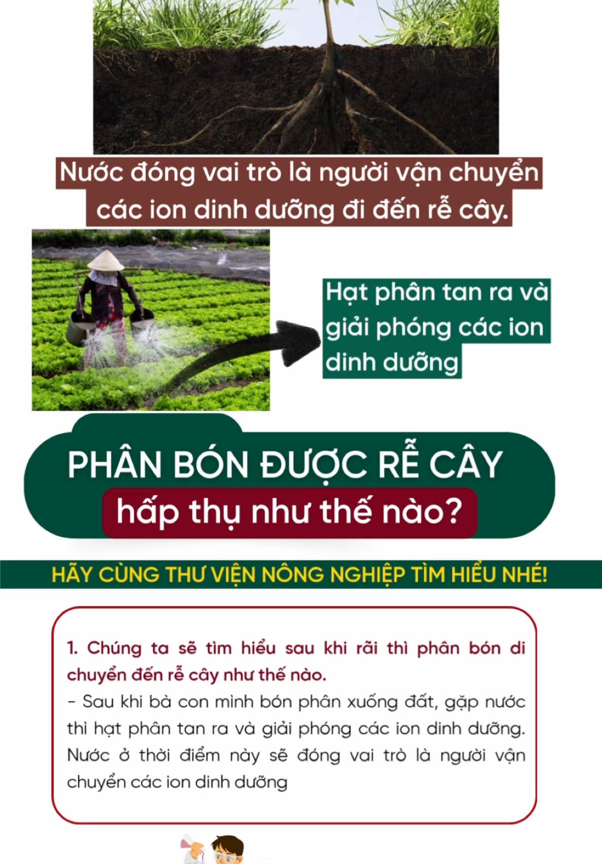 Phân bón được rễ cây hấp thụ như thế nào? #thuviennongnghiep #caytrong #kienthuc #trending