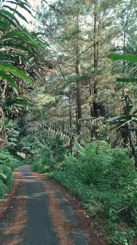 sepi, tapi tenang, atau tenang tapi sepi#hutanpinus #fyp #sumedang 