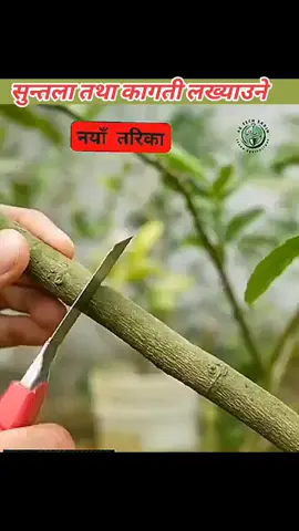 सुन्तला तथा कागती जस्ता बिरुवाहरू लख्याउने सजिलो तरिका agriculture farm #agriculture #surya__m_3 