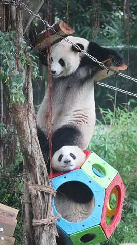 三妹被妈妈一屁股骑在了脑袋上，妈妈最后还亲了三妹一口！🐼母が三妹を追いかけ、三妹が逆立ち着地を取ったら、母は一瞬で着地。三妹は驚き、くるりと逃げ出した！❤️#pandababy #panda 