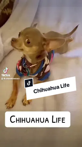 #chihuahua #chihuahuastiktok #dog #rescue #fyp 