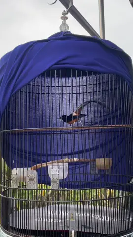 Bahan seting” muda hutan  Materi komplit volume hot  #fyp #masteranburung #muraibatuindonesia #kicaumaniaindonesia #kicaumaniaindonesia 