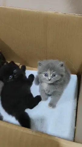 Open Adopsi, Cari yang amanah !!! #kucingviral #fyp #kucinglucu 