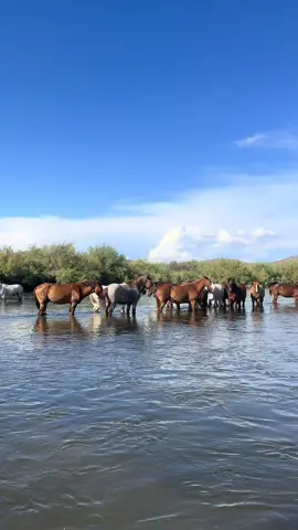 The Lower Salt River ft. The Main Attractions #paddleboard #horses #morning #water #river 