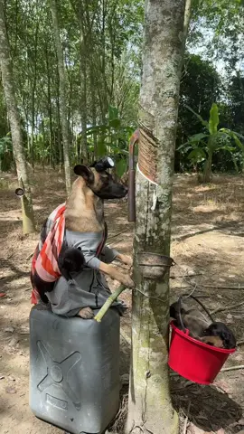 ชีวิตของแม่เลี้ยงเดี่ยวไม่ได้ง่ายเลย ยางก็ต้องกรีด ลูกก็ต้องเลี้ยง ง่วงก็ง่วง เหนื่อยก็เหนื่อย ท่องไว้คำเดี่ยวว่าทำเพื่อลูก #เพื่อลูกแม่ทําได้ทุกอย่าง #คุณแม่เลี้ยงเดี่ยว #น้องตุ๊กแตนอภินิหารตกาลตา #สุนัขแสนรู้ #ลูกแม่มิเชลล์ 