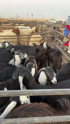 #هشتاف_تيك_توك #اكسبلورexplore 