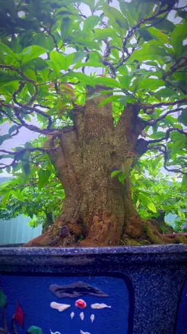 MV 75H Siêu Bông Sài Gòn Loading.... xuân 2026#xuhuongtiktok #xuhuongtiktok2024 @Mai văn Sự @Tiệm Bạc Đại Long HL @Thành Thiện 🌲 @Trần Quốc Thắng🎄🎄 