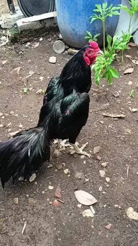 Blackbullz Banteng Hitam ⚫ #fyp #hobbyayam #peternakayam #peternakmuda 