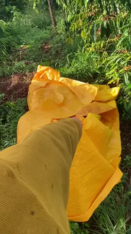 #Tới thời điểm mở mắt ra Là hái cà #caphegialai 