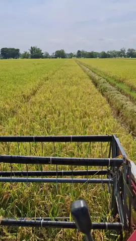 bandaraa tenan lk iki#maxxibimo102ss #gabahbalap🌾 #benbedjo_ #madiun24jam #maxxijawatimur 