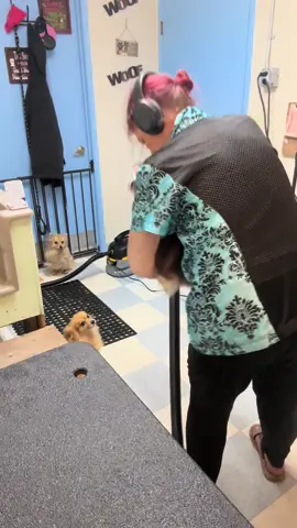 Its just a bootylicous time with the pom poms #pawsitivevibeztribe #pomeranian #supportsmallbusiness 