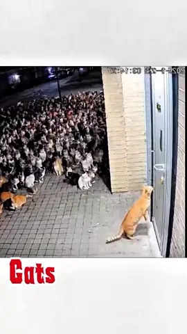 Top cats sora ai video😇🤣#fyp #sora #funny #usa #trending 