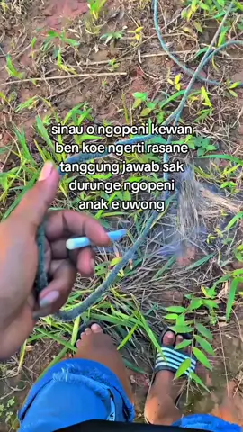 🙌#beranda #peternakmuda #viraltiktok #fyppppppppppppppppppppppp #@.duwi8 