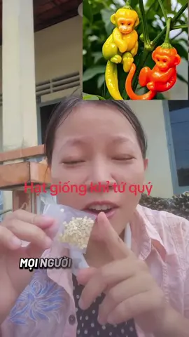 Ớt khỉ tứ quý #caydocla #otkhi 