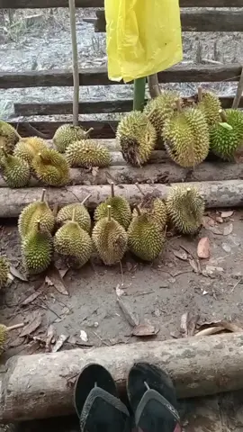 teuga tht ujeun buklam😁 #durian #videoaceh #fyppppp #acehtiktok #aceh 