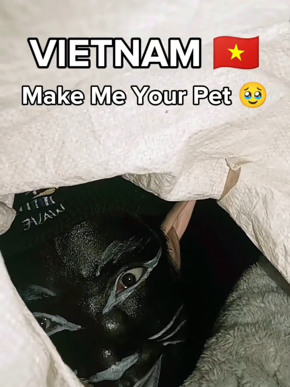 Vietnam make me your pet 🇻🇳🥹 #fyp #viral #fouryou #vietnam🇻🇳 #kamboja🇰🇭 