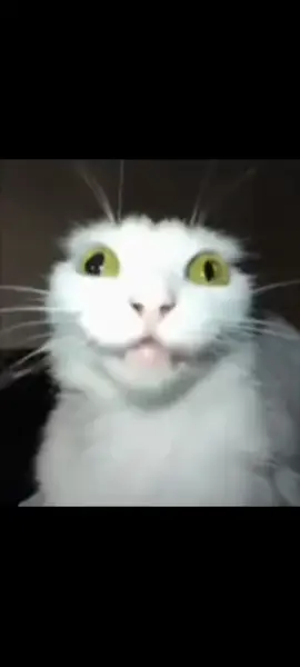 Meme do gato mudo #gato #gatoengracado #cats #memestiktok #viraltiktok 