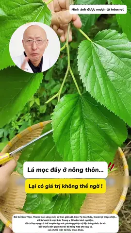 Không ngờ lá dâu mọc đầy ngoài đường lại có công dụng như vậy 😳 #meosuckhoe #chamsocsuckhoe #songkhoemoingay #douongtotchosuckhoe #xuhuong 