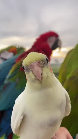 Belajar nge DJ 😂 #cockatiel #falksong 