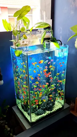 mode sorot full biru 😍 #glofish #ikanhias  #aquarium #aquariumhobby #trending 