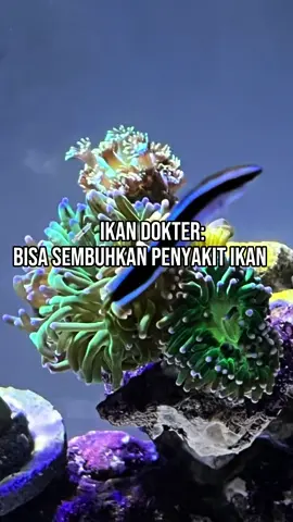 IKAN DOKTER: BISA SEMBUHKAN PENYAKIT IKAN? #ReefTank #AquariumAirLaut #labroidesdimidiatus #yutaka_reef 