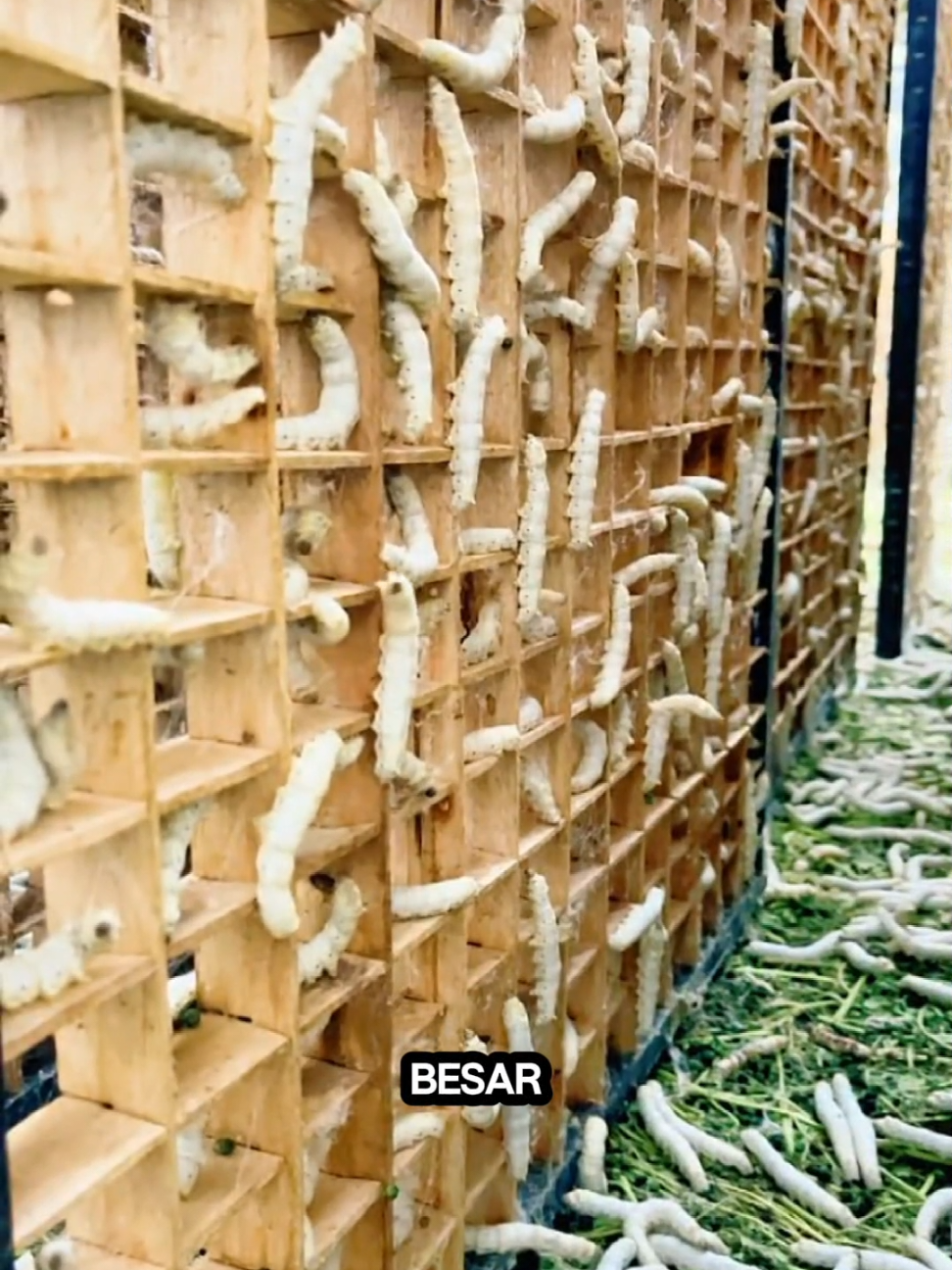 Peternakan Ulat Sutra Di China #ulatsutra #fyppppppppppppppppppppppp #fypviralシviral #kainsutra 