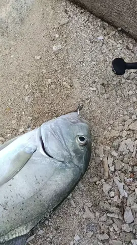 Giant trevally  #gt #spoon #casting #mancing 