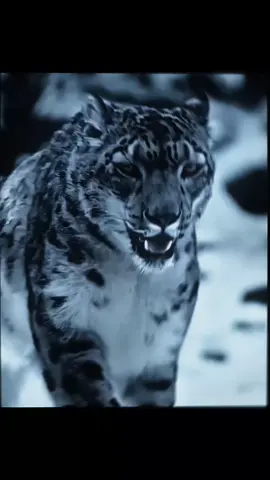 ghost 👻 #snowleopard #fyp #animal #cats #zoology 
