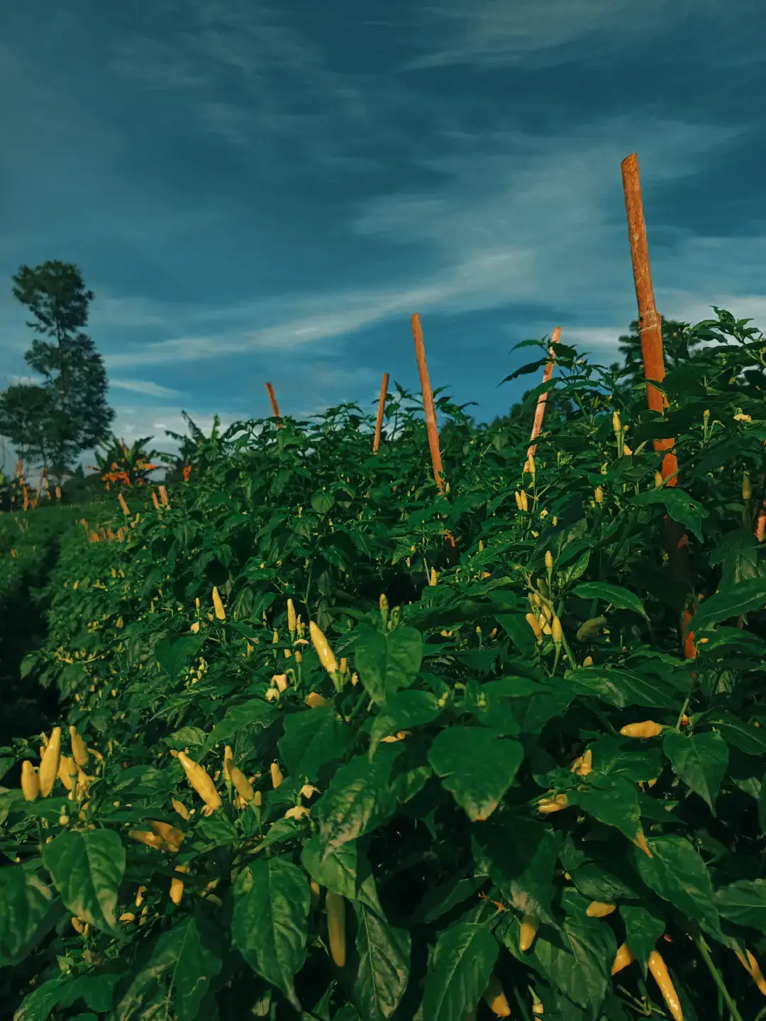 Semua ada waktunya...  #petanimuda #petanicabai #petaniindonesia🇮🇩🇮🇩🇮🇩🌿🌿 #fyp #fypシ゚ 