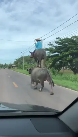 oyyyy kerbau 🐃 naik kerbau 🐃, kerbau dua lantai 🤭🤣#fyppppppppppppppppppppppp #ngakak 