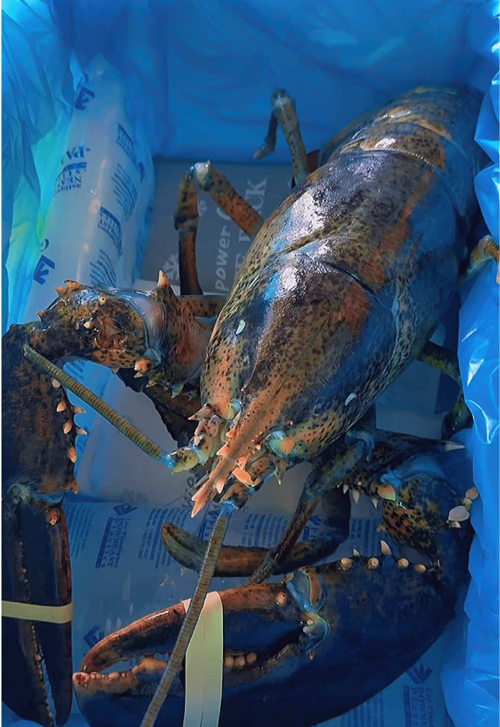 Mẹ Said: Tôm Dì Bự Dữ Mậy 🤣 #hienneheng #hienonha 