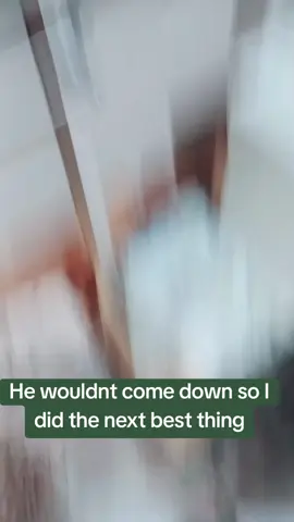 #ivegotalovelybunchofcoconuts #coconuts #cat #trend 