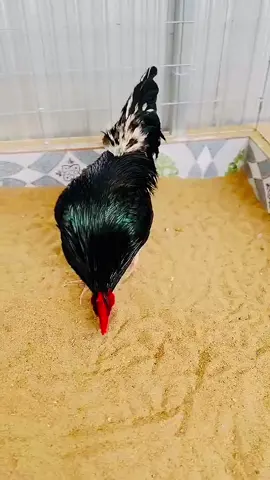 ##xuhuongtiktok #xuhuongtiktok2023 #xuhuongtiktok2023☘️🍀♥️ 