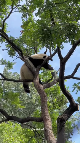 Do you want to be a panda 🐼?#panda #happy #ease #Love #cute #core #fyp #tiktok 