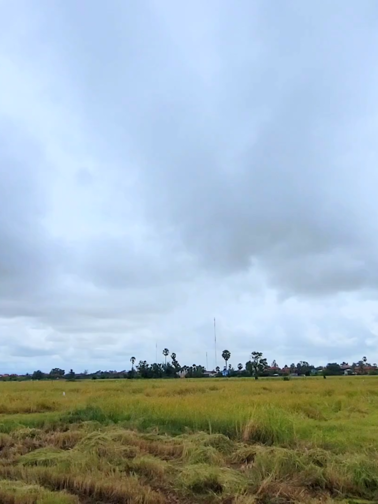 #កូនអ្នកស្រែ🌾🍀 