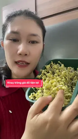 Khay trồng giá đỗ tiện lợi dễ trồng. #xuhuong #làmvườn #raumầm #hạtgiống #giáđỗ 