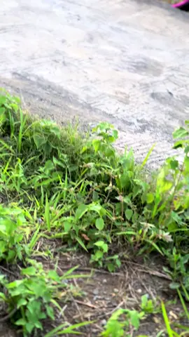 #w9style #mbmtmanualtech #🖤🖤 