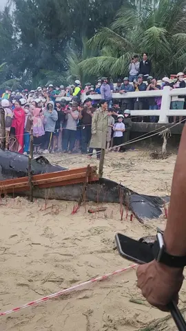 Giữa mưa lũ, người dân Đà Nẵng phát hiện cá ông lụy bờ.. #TikTokAwardsVN #xuhuong #nammoquantheambotat #adidaphat 