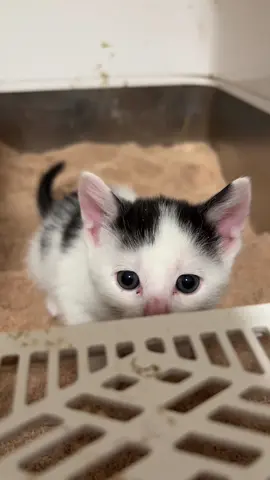 @Magoo and His Magic bedtime story with kittens! #kitten #storytime 