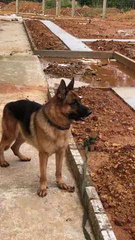 Không thèm chạy kiếm luôn😂#dogsoftiktok 