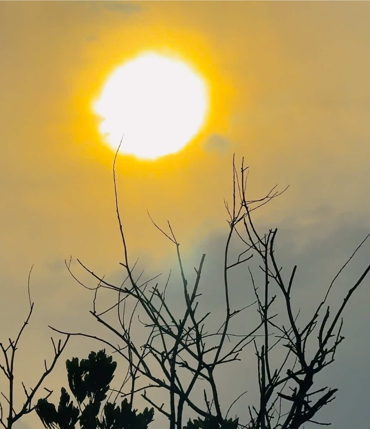 🌅 সূর্যের মতোই আমিও প্রতিদিন হারিয়ে যাই, শুধু আলো রেখে যাই পেছনে ⋆࿐🥲💔 #nature #viralvideo #fyp #viral #tiktok @TikTok @tiktok creators @TikTok Bangladesh 