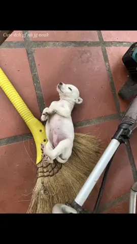 kou oy lanh mg has#dog #boxing #humor #tiktok #you 