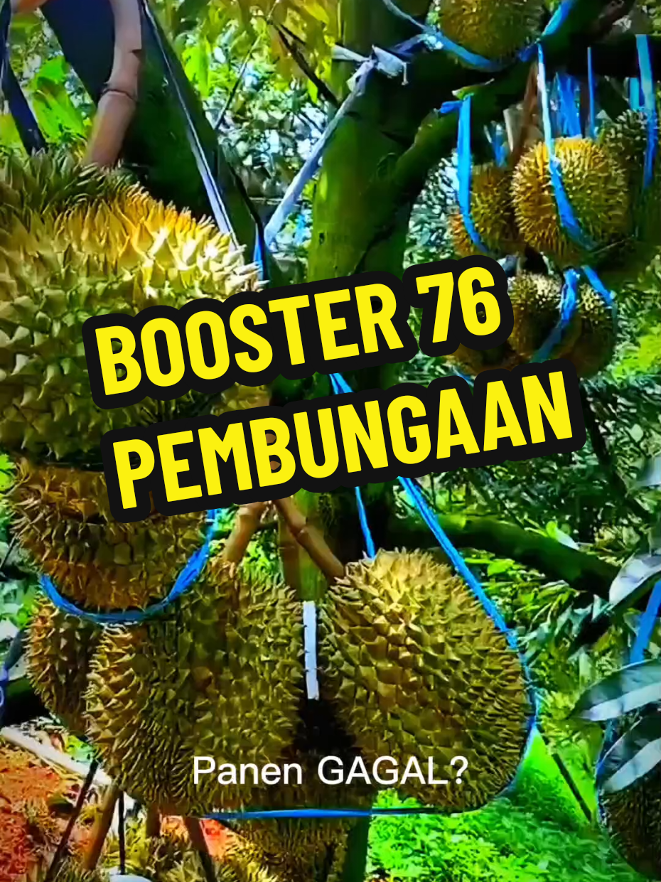 Booster 76 pembungaan #Booster76  #PupukPerangsangBuah  #PupukPembungaan   #PanenMelimpah  #PetaniMilenial  